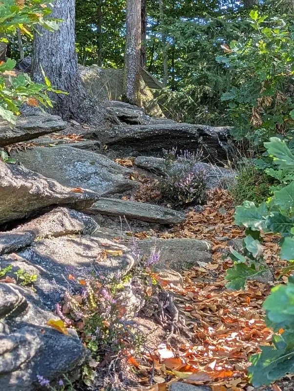 Das Bild zeigt einen Weg über Wurzeln und Steine durch Herbstlaub im Wald.