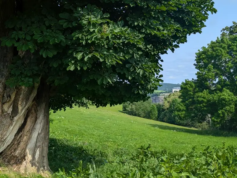 Hier sieht man eine dicke alte Kastanie links im Bild vor einer leuchtend grünen Wiese mit frischem Löwenzahn und Gras. Im Hintergrund sieht man rechts ein Stück von Wolkenstein und noch mehr grüne Bäume.