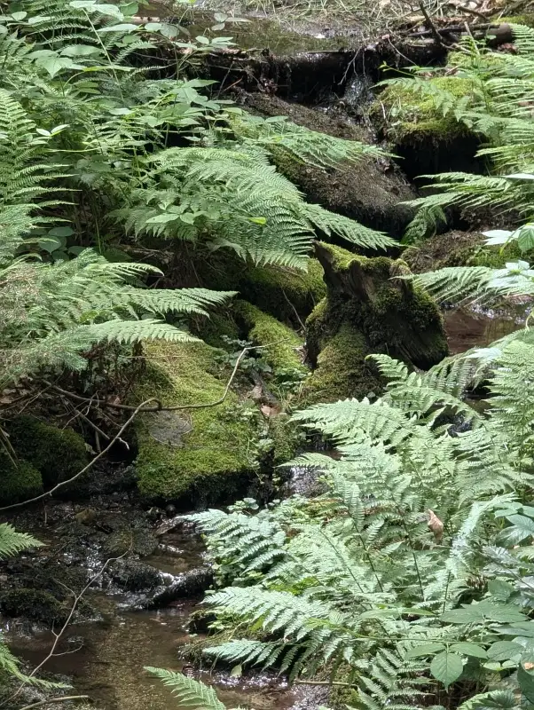 Auf diesem Bild sieht man ein kleines Bächlein, welches durch Steine mit Moos fließt. Auf beiden Seiten wächst darüber Farn.